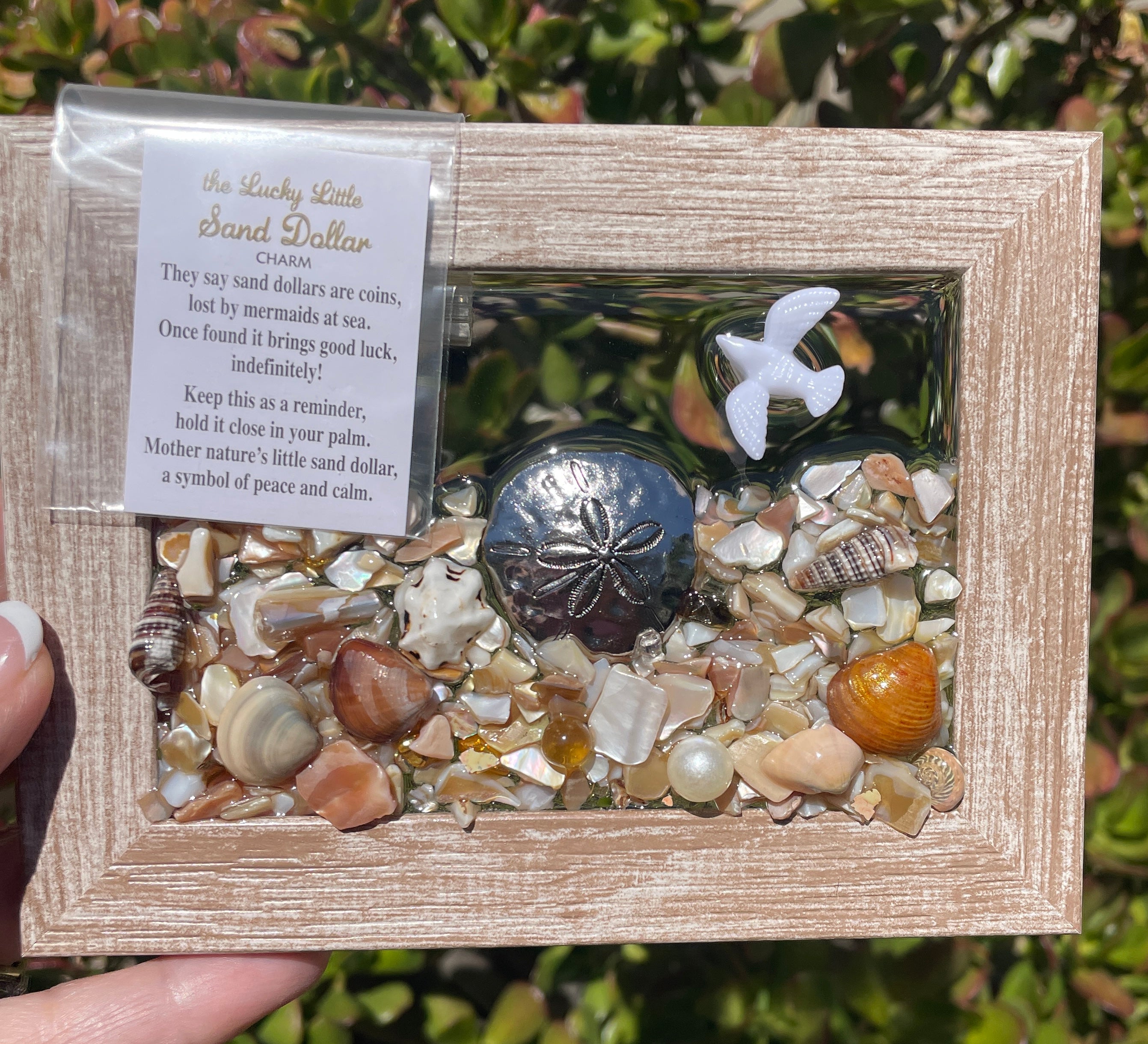 Lucky Sand Dollar! 3" x 5" - Crushed Shells with Sand Dollar Charm and Saying