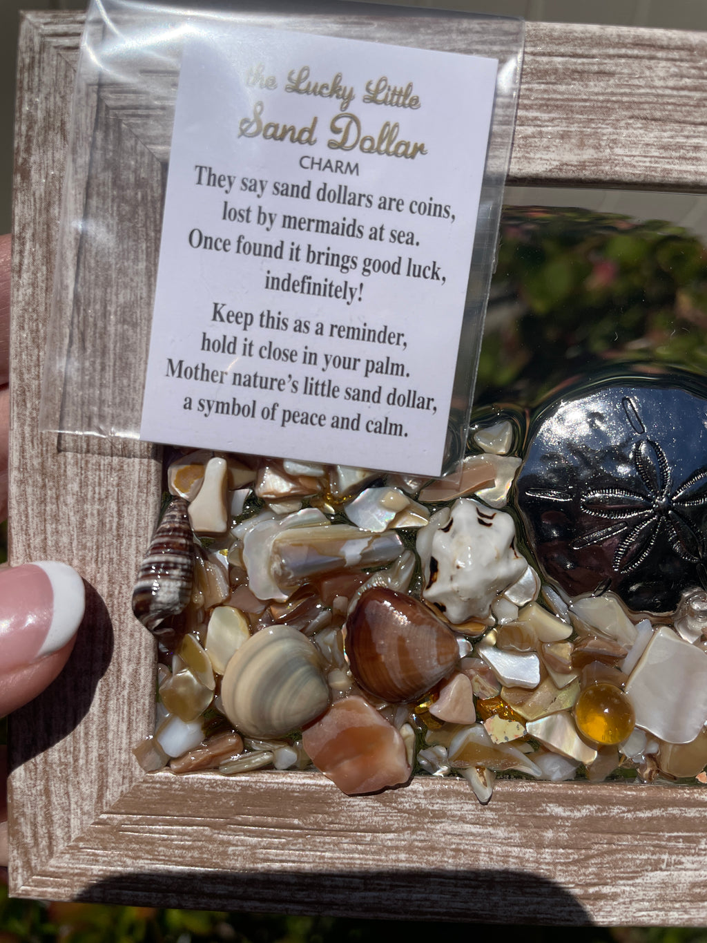 Lucky Sand Dollar! 3" x 5" - Crushed Shells with Sand Dollar Charm and Saying
